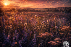The Field Remembers the Sun