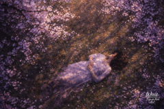 Beneath the Falling Quiet